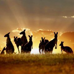 Australia | 101 Holidays