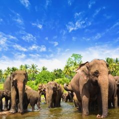 This is The Best Time to Visit Sri Lanka In 2024
