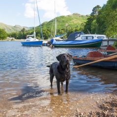 Dog friendly store holidays for singles