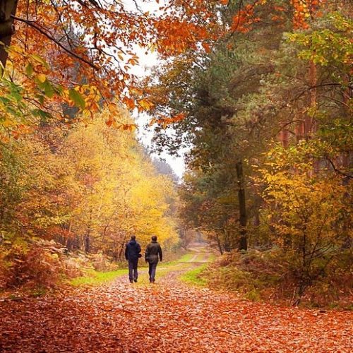 When is the best time to see Autumn leaves in the UK?